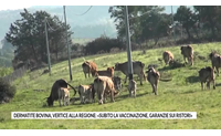 dermatite bovina vertice alla regione subito la vaccinazione garanzie sui ristori