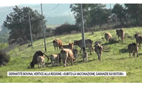dermatite bovina vertice alla regione subito la vaccinazione garanzie sui ristori