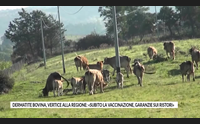 dermatite bovina vertice alla regione subito la vaccinazione garanzie sui ristori