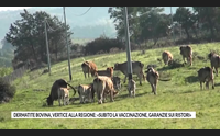 dermatite bovina vertice alla regione subito la vaccinazione garanzie sui ristori