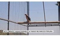 bitti liberate 7 aquile di bonelli la magia nel parco di tepilora