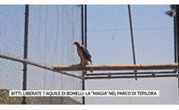 bitti liberate 7 aquile di bonelli la magia nel parco di tepilora