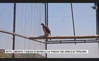 bitti liberate 7 aquile di bonelli la magia nel parco di tepilora