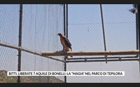 bitti liberate 7 aquile di bonelli la magia nel parco di tepilora
