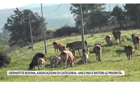 dermatite bovina associazioni di categoria vaccino e ristori le priorit