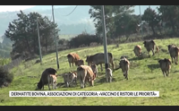 dermatite bovina associazioni di categoria vaccino e ristori le priorit