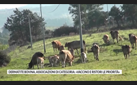 dermatite bovina associazioni di categoria vaccino e ristori le priorit