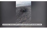sant antioco tartaruga caretta caretta sceglie maladroxia per deporre le uova