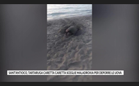 sant antioco tartaruga caretta caretta sceglie maladroxia per deporre le uova