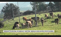 dermatite bovina in arrivo i vaccini 300mila dosi entro pochi giorni