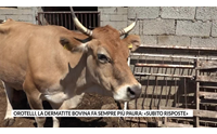 orotelli la dermatite bovina fa sempre pi paura subito risposte