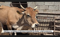 orotelli la dermatite bovina fa sempre pi paura subito risposte