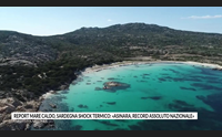 report mare caldo sardegna shock termico asinara record assoluto nazionale