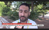 sassari emergenza siccit nella nurra non c acqua per gli animali