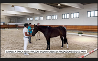 cavalli a tanca regia i puledri isolani cresce la produzione dei 2 e 3 anni