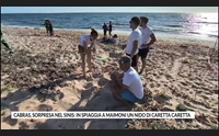 cabras sorpresa nel sinis in spiaggia a maimoni un nido di caretta caretta