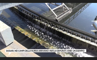 sassari nei campi della nurra arrivano i reflui depurati anbi un esempio