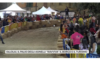 ollolai il palio degli asinelli ravviva il borgo e il turismo