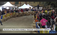 ollolai il palio degli asinelli ravviva il borgo e il turismo