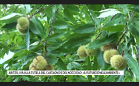 aritzo via alla tutela del castagno e del nocciolo il futuro nell ambiente