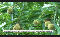 aritzo via alla tutela del castagno e del nocciolo il futuro nell ambiente