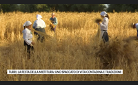 turri la festa della mietitura uno spaccato di vita contadina e tradizioni