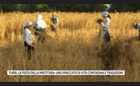 turri la festa della mietitura uno spaccato di vita contadina e tradizioni
