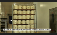 pecorino romano crescono produzione ed export reagire ai dazi