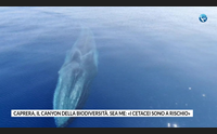 caprera il canyon della biodiversit sea me i cetacei sono a rischio