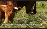 dermatite bovina domani vertice todde vaccini e controlli per battere il virus