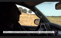 orotelli la dermatite bovina devasta le campagne dramma inaudito