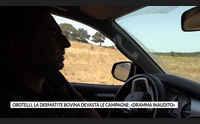 orotelli la dermatite bovina devasta le campagne dramma inaudito