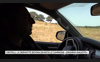 orotelli la dermatite bovina devasta le campagne dramma inaudito