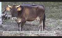 dermatite bovina vertice regione allevatori rebus abbattimenti