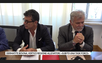 dermatite bovina vertice regione allevatori subito una task force