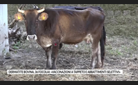 dermatite bovina 36 focolai vaccinazioni a tappeto e abbattimenti selettivi