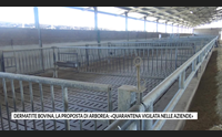 dermatite bovina la proposta di arborea quarantena vigilata nelle aziende