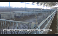 dermatite bovina la proposta di arborea quarantena vigilata nelle aziende
