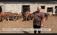 dermatite bovina la vaccinazione non placa la rabbia per gli abbattimenti