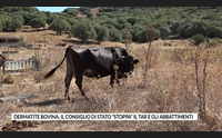 dermatite bovina il consiglio di stato stoppa il tar e gli abbattimenti