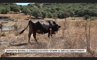 dermatite bovina il consiglio di stato stoppa il tar e gli abbattimenti