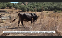 dermatite bovina il consiglio di stato stoppa il tar e gli abbattimenti