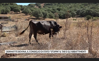 dermatite bovina il consiglio di stato stoppa il tar e gli abbattimenti