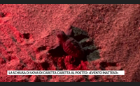 la schiusa di uova di caretta caretta al poetto evento inatteso