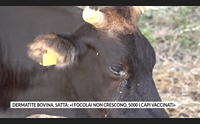 dermatite bovina satta i focolai non crescono 5000 i capi vaccinati