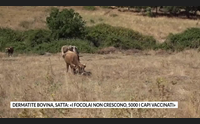 dermatite bovina satta i focolai non crescono 5000 i capi vaccinati