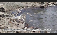 uri segnalata una moria di pesci nel bacino del cuga ormai a secco