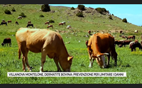 villanova montelone dermatite bovina prevenzione per limitare i danni