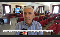 dermatite bovina a stintino l incontro tra esperti e allevatori