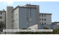 oristano nuovo caso di west nile rivelato dagli esami sul sangue donato